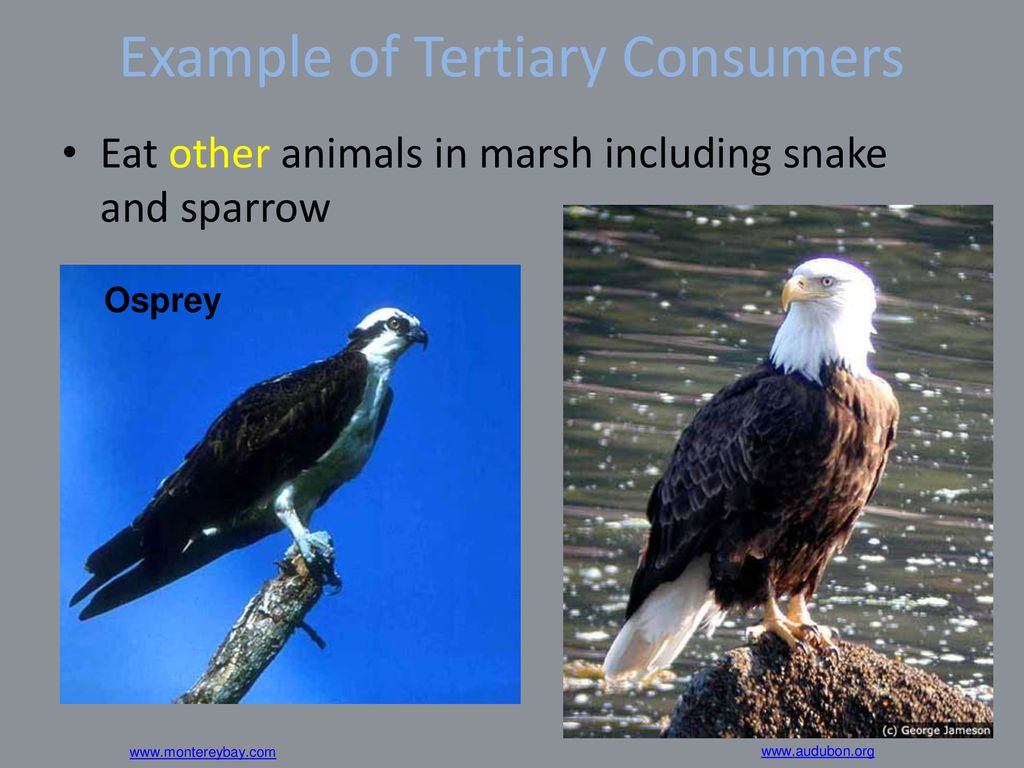 Food Chains And Food Webs Ppt Download food-chains-and-food-webs-ppt-download