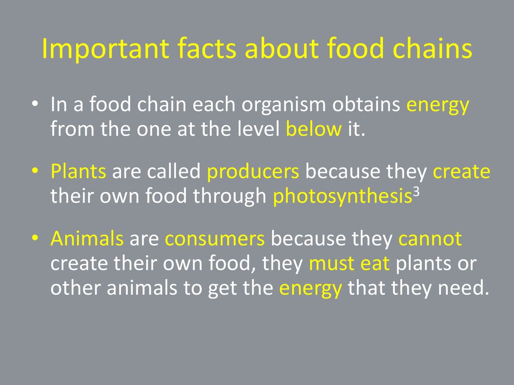 Food Chains and Food Webs - ppt download
