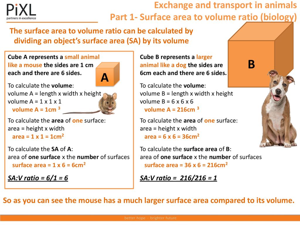Edexcel Topic – Exchange and transport in animals - ppt download