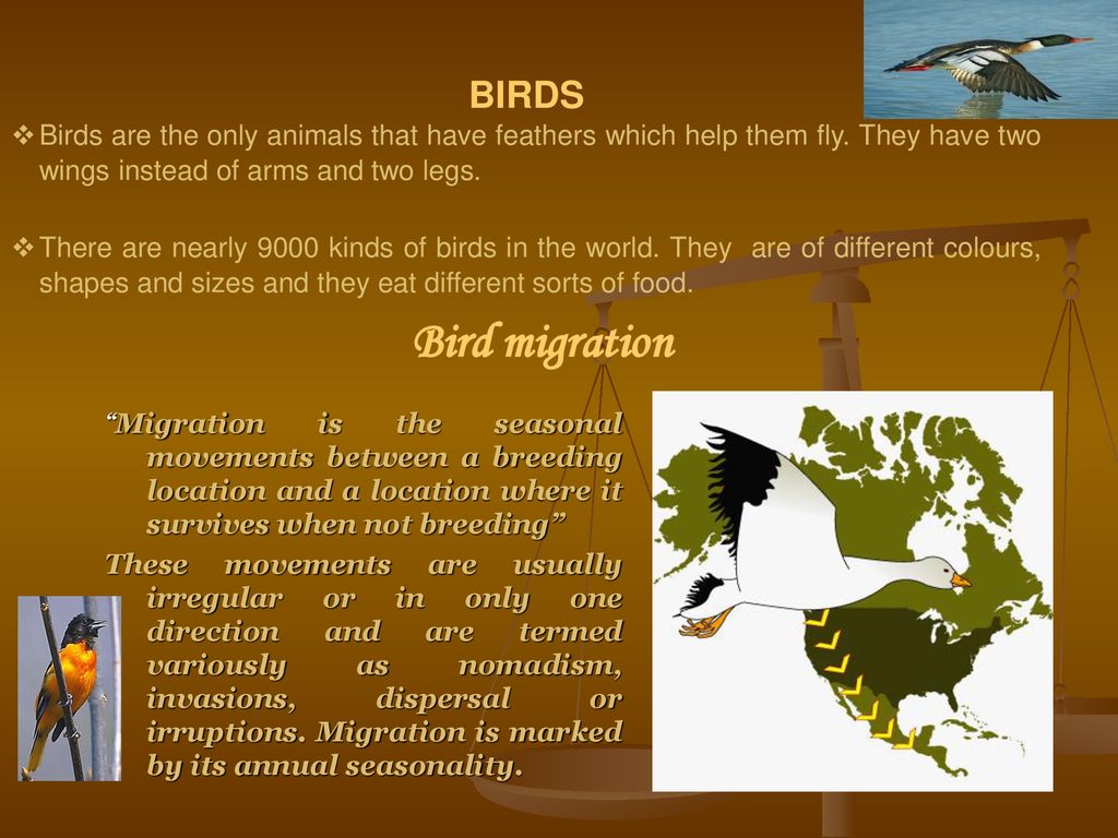 BIRD MIGRATION by- Dr. Seema V. Keswani - ppt download