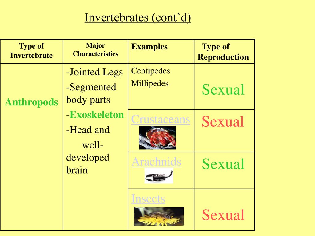 Sexual versus Asexual Reproduction - ppt download
