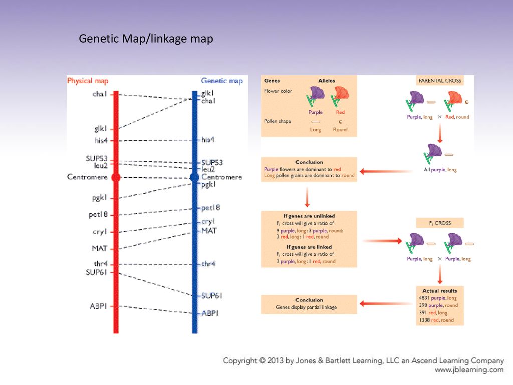 The Content Of The Genome Ppt Download   Linkage Map 