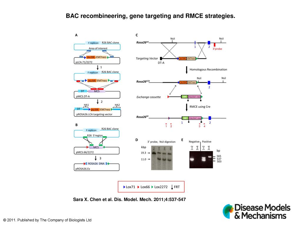 BAC Recombineering, Gene Targeting And RMCE Strategies. - Ppt Download