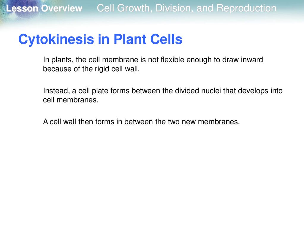 10.1 Cell Growth, Division, and Reproduction Biology Diagrams