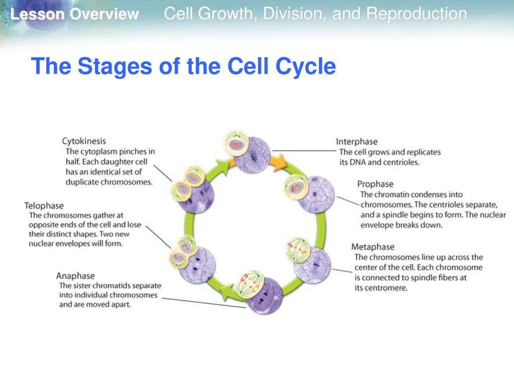 10.1 Cell Growth, Division, and Reproduction Biology Diagrams