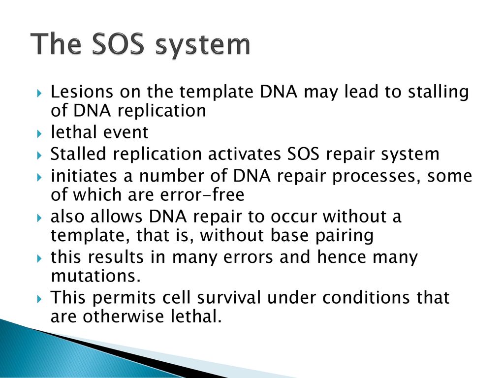 The SOS system Lesions on the template DNA may lead to stalling of DNA replication. lethal event.