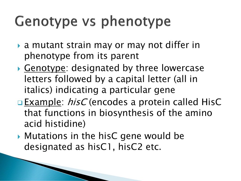 Genotype vs phenotype a mutant strain may or may not differ in phenotype from its parent.