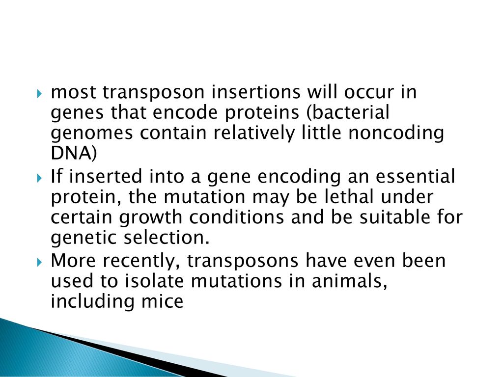 most transposon insertions will occur in genes that encode proteins (bacterial genomes contain relatively little noncoding DNA)