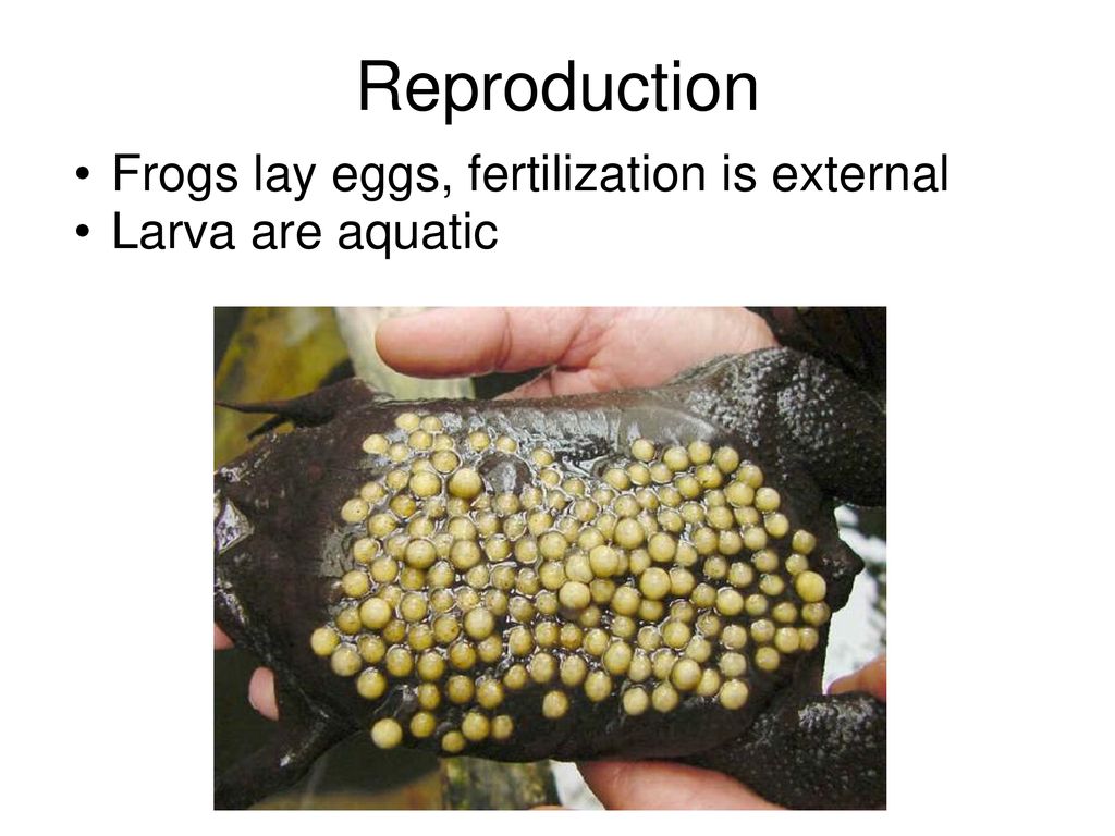 AMPHIBIANS. - ppt download