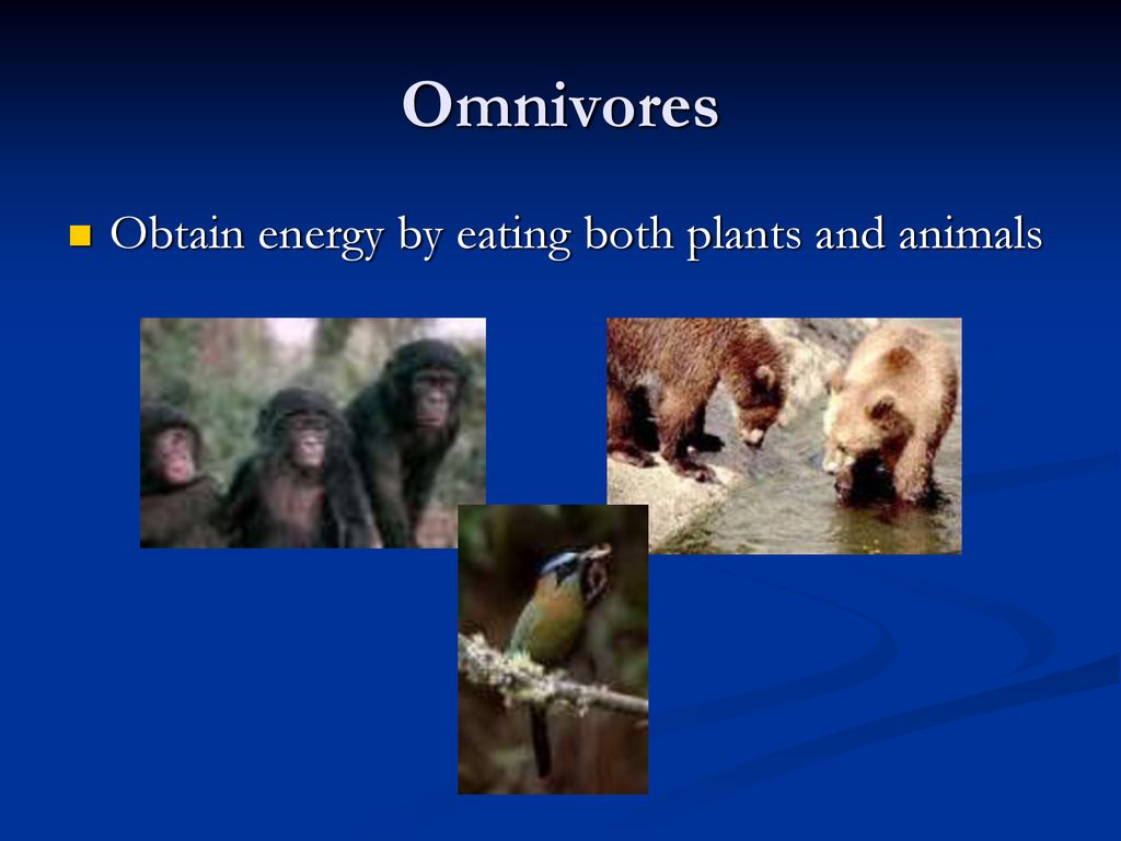 2 Energy Flow. Biology Diagrams