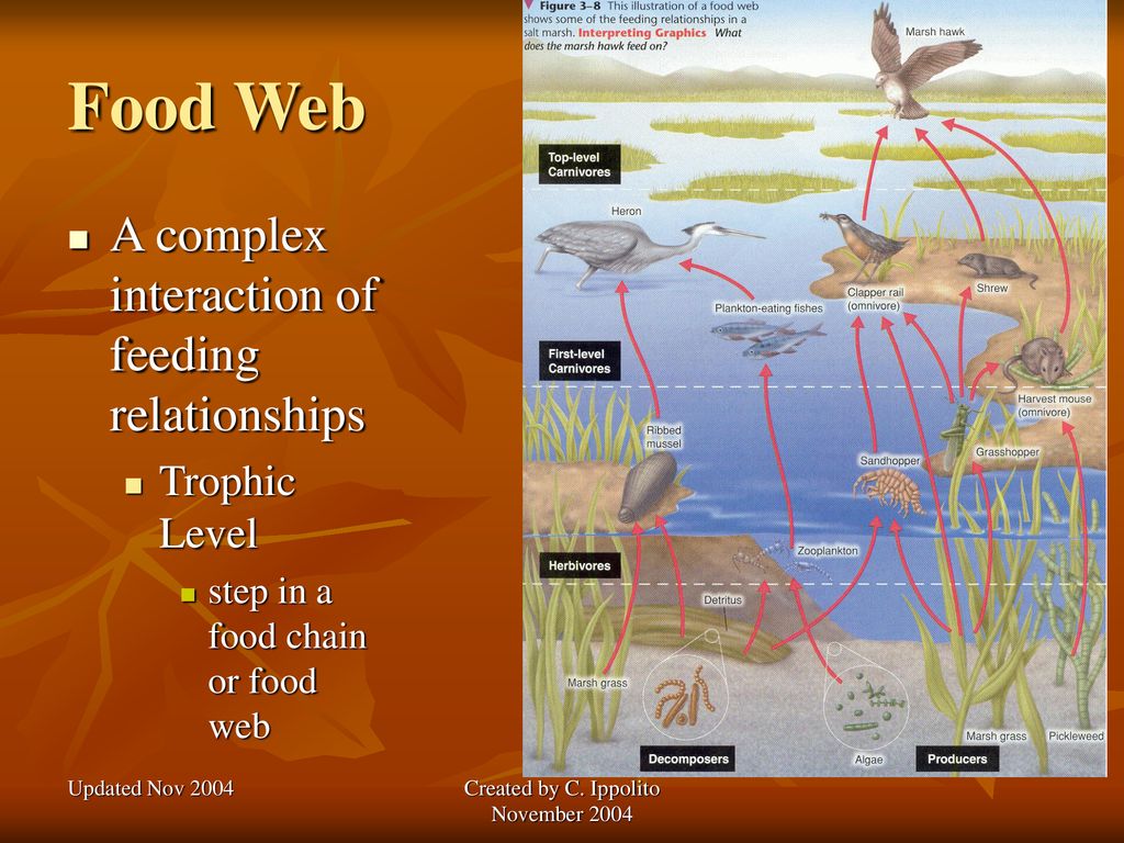 Chapter 3 The Biosphere Section 1 What Is Ecology pp 63 65 Ppt a-food-web-showing-the-flow-of-energy-through-freshwater-ecosystem-is