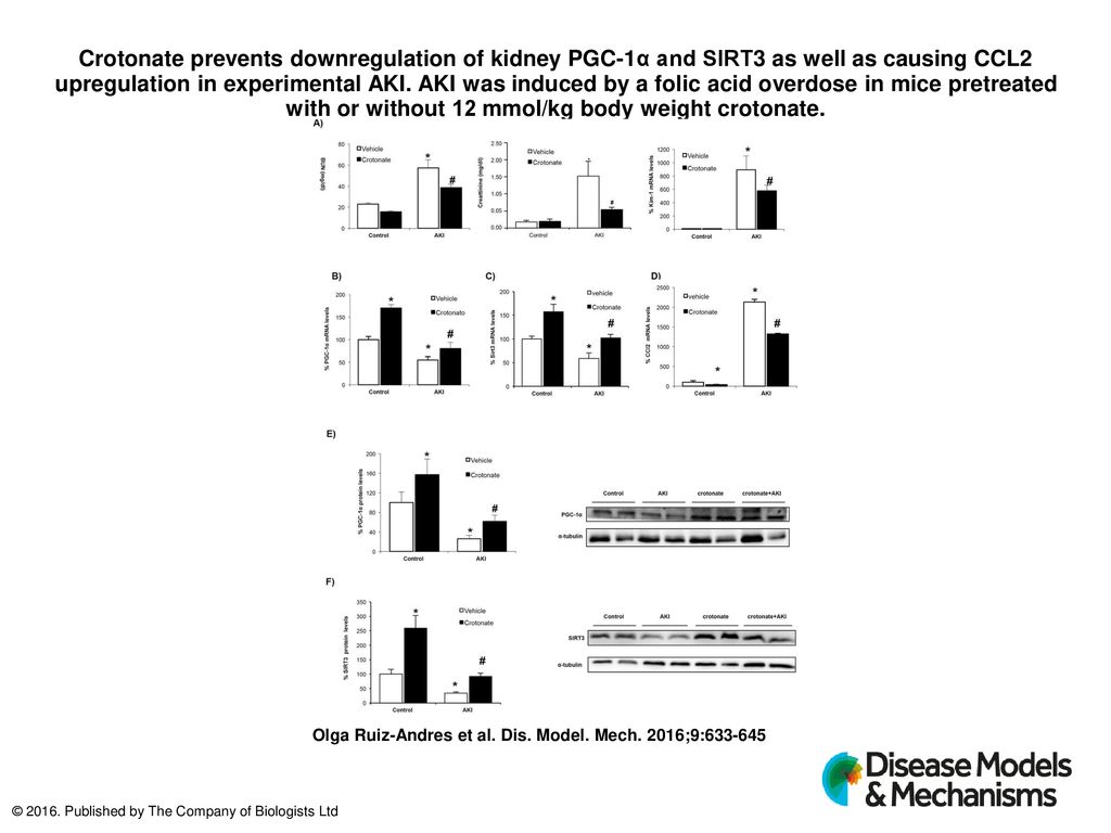 Crotonate prevents downregulation of kidney PGC-1α and SIRT3 as well as causing CCL2 upregulation in experimental AKI. AKI was induced by a folic acid overdose in mice pretreated with or without 12 mmol/kg body weight crotonate.