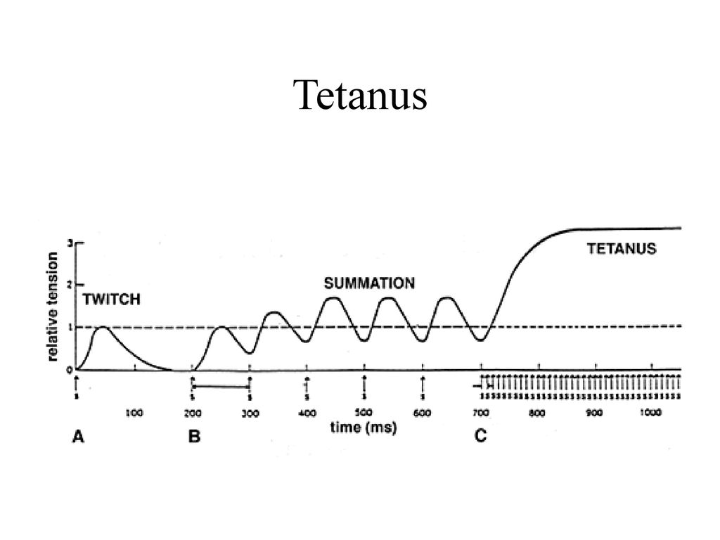 Tetanus Response to multiple stimuli delivered at a rate sufficient to produce a fused contraction.