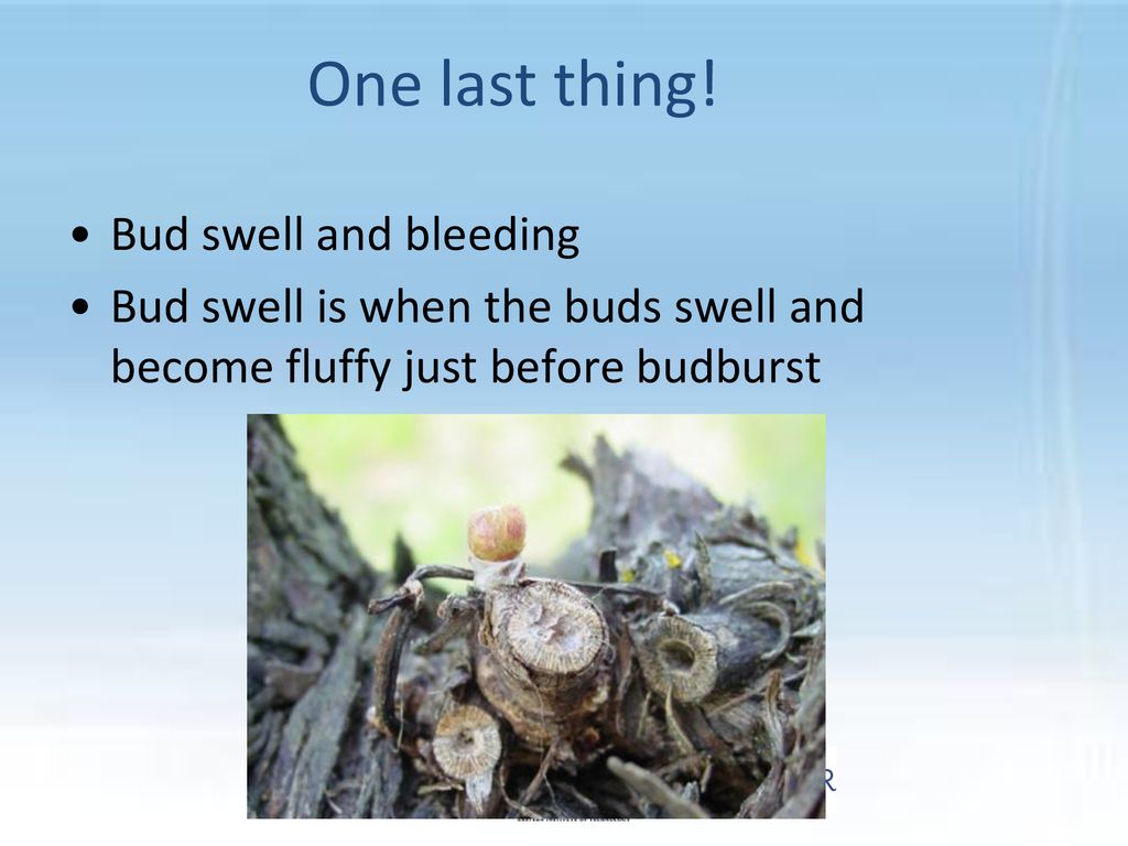 One last thing! Bud swell and bleeding