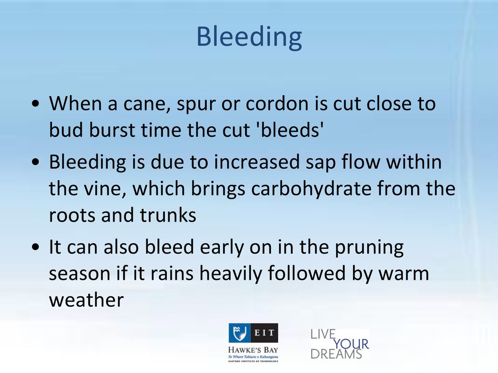 Bleeding When a cane, spur or cordon is cut close to bud burst time the cut bleeds