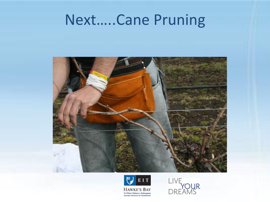 Next…..Cane Pruning