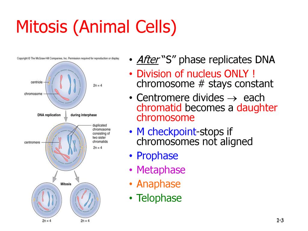 Mitosis. Mitosis Mitosis (Animal Cells) After “S” phase replicates DNA  Division of nucleus ONLY ! chromosome # stays constant Centromere divides   - ppt download