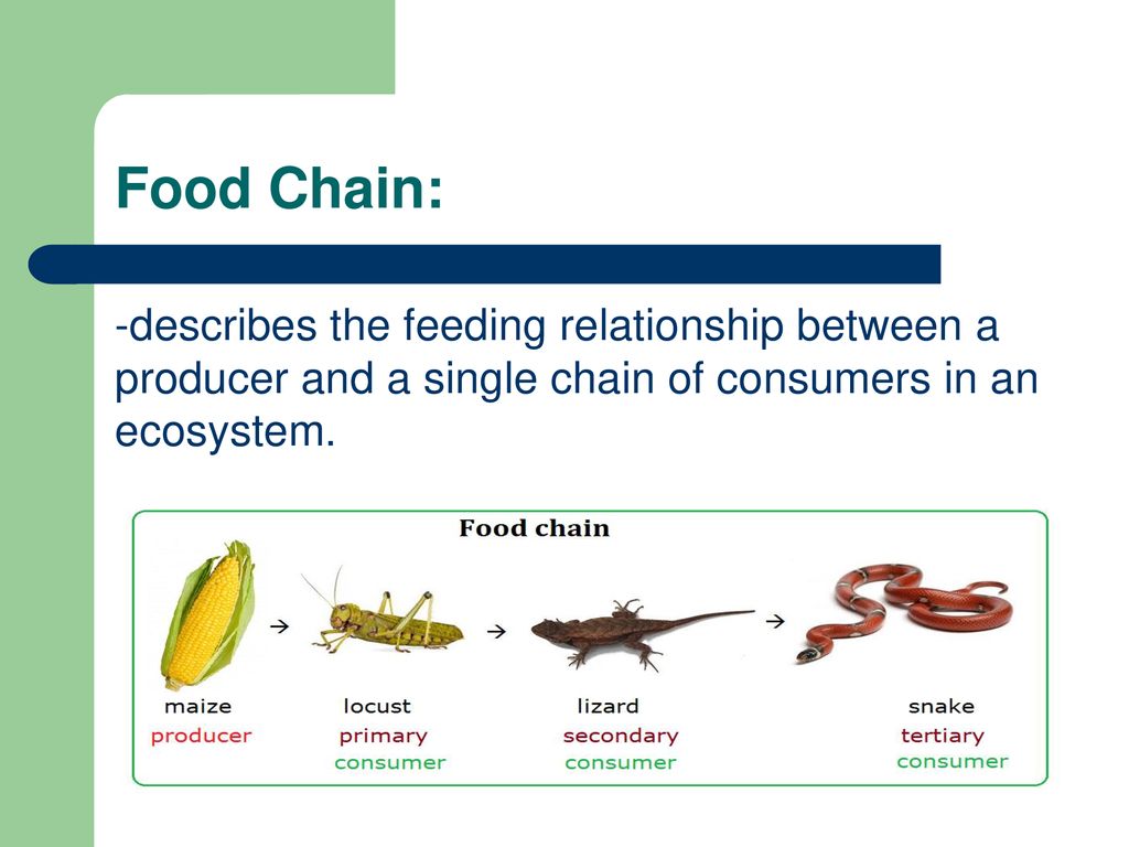 Activity: After watching the video clip, record your answer to this ... Biology Diagrams
