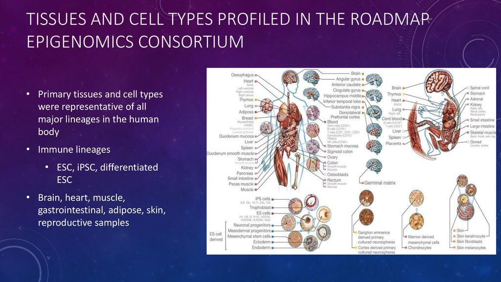 Integrative analysis of 111 reference human epigenomes ppt download