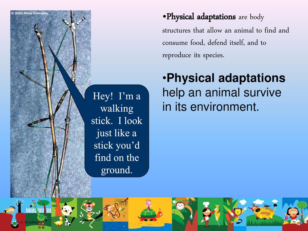 Animal Adaptations Ecology - ppt download