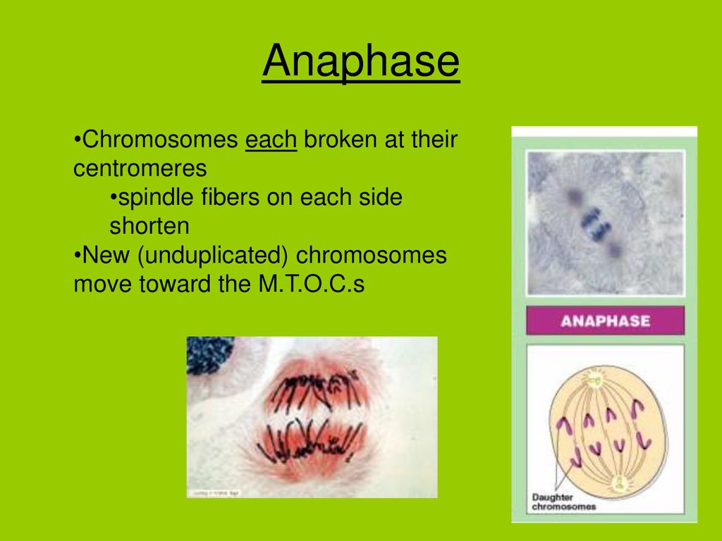 Cell Division Making New Cells. Biology Diagrams