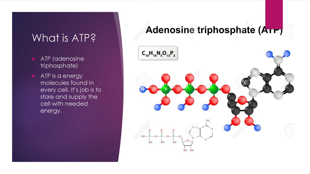 What is ATP ATP (adenosine triphosphate)