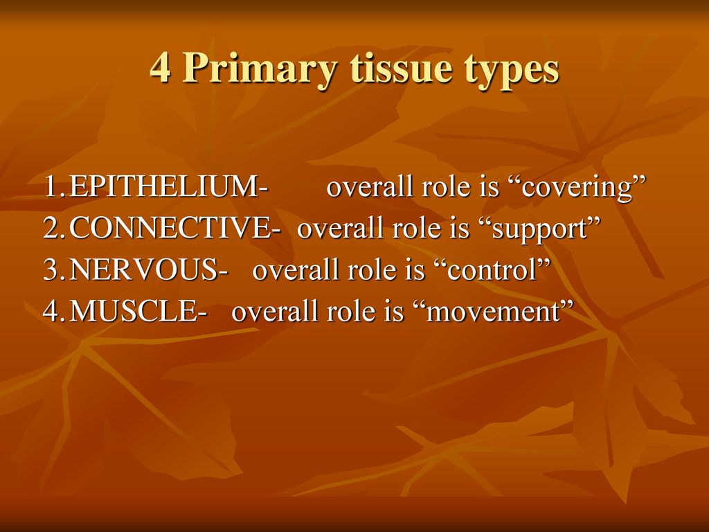 BODY TISSUES TISSUES groups of cells that work together ppt download