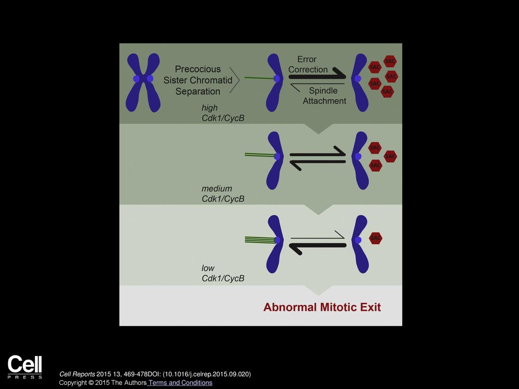 Premature Sister Chromatid Separation Is Poorly Detected by the Spindle ... Biology Diagrams