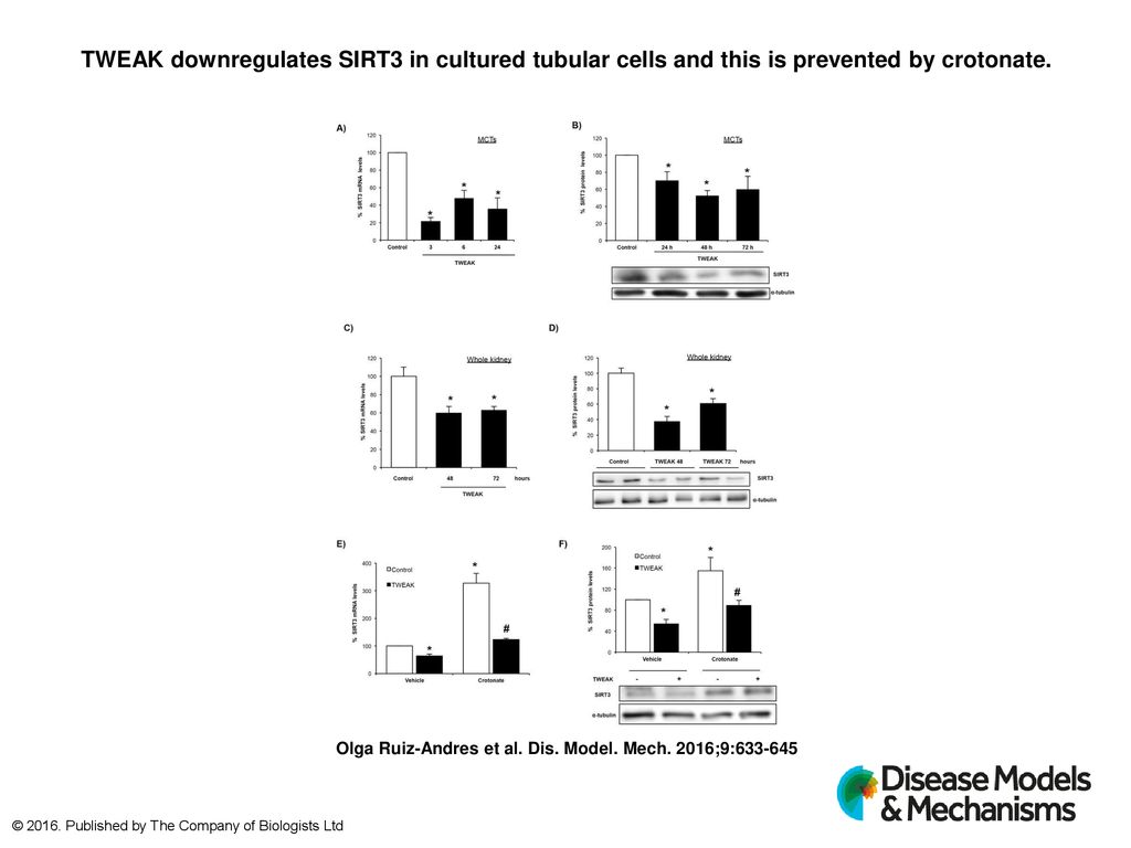 TWEAK downregulates SIRT3 in cultured tubular cells and this is prevented by crotonate.