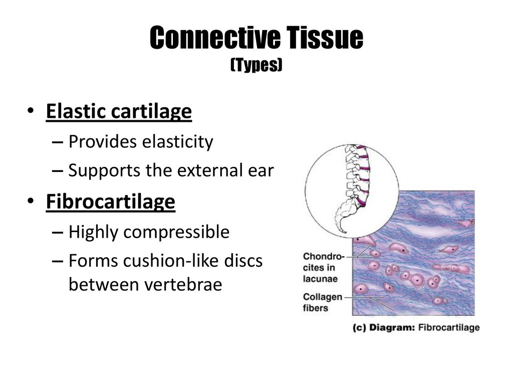 Warm Up How are skin cells different from skeletal muscle cells? (list ...