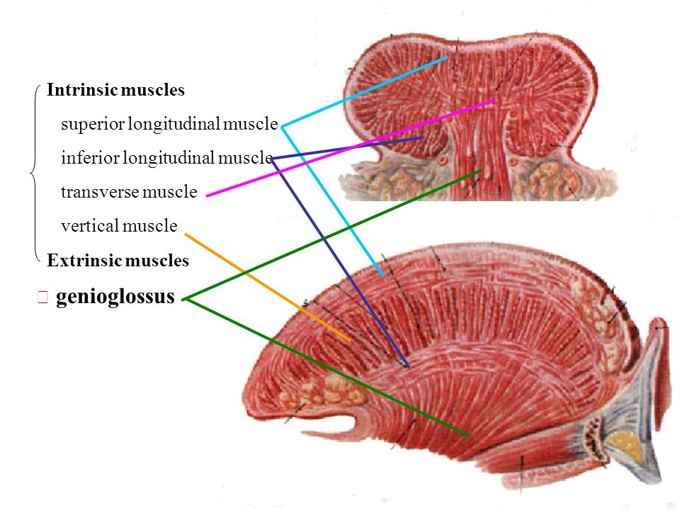 Intrinsic muscles superior longitudinal muscle. inferior longitudinal muscl...