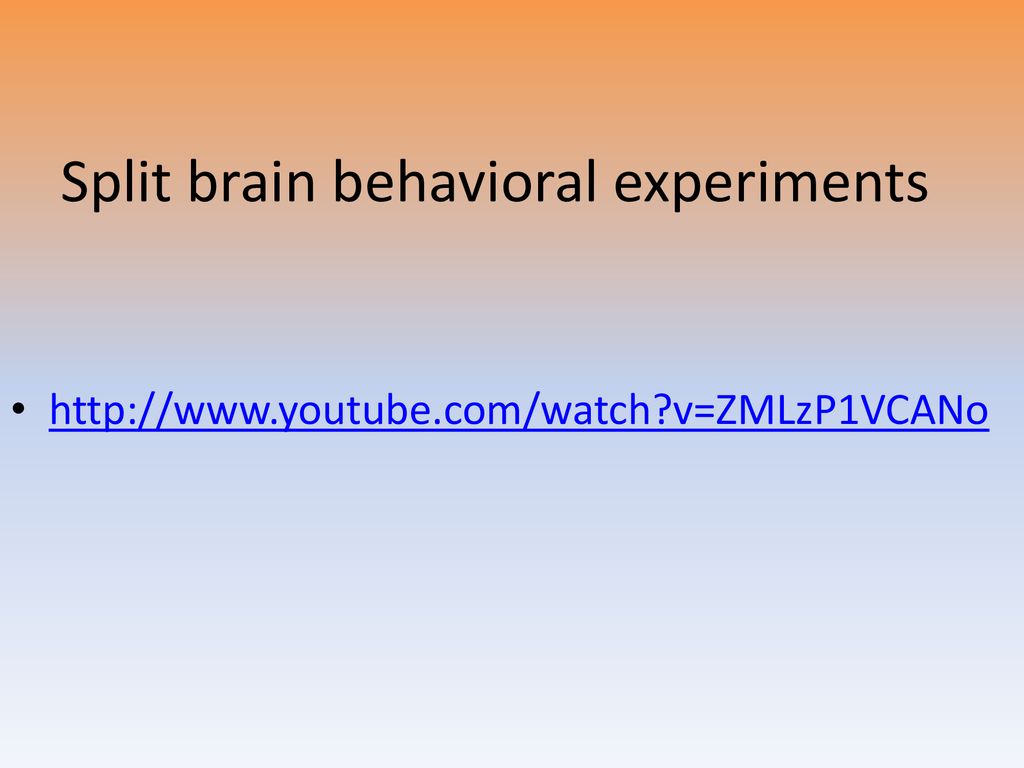 brain behavioral experiments