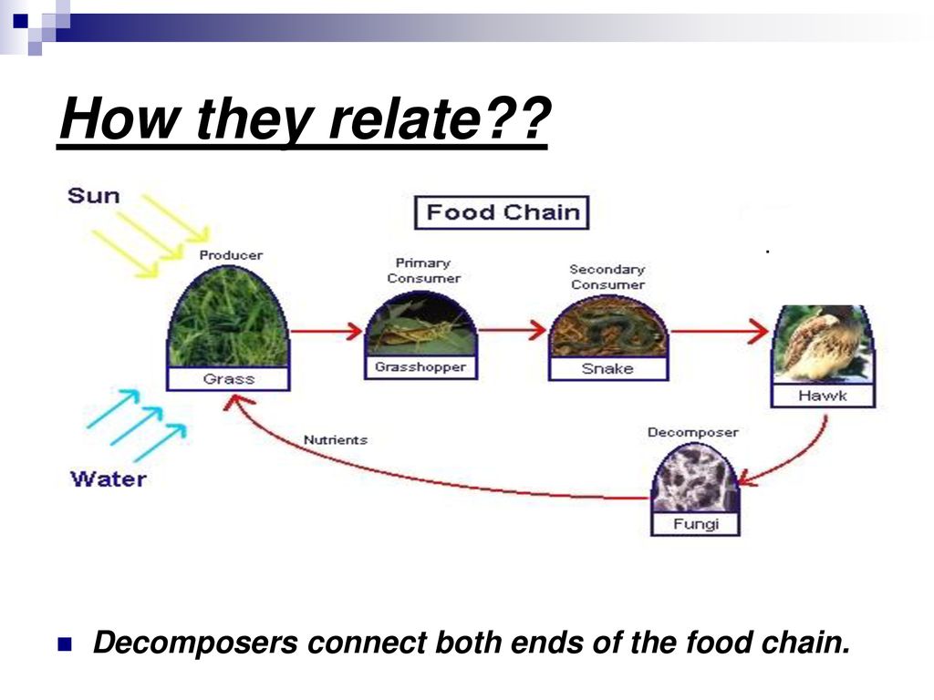 It all start with Plants Biology Diagrams