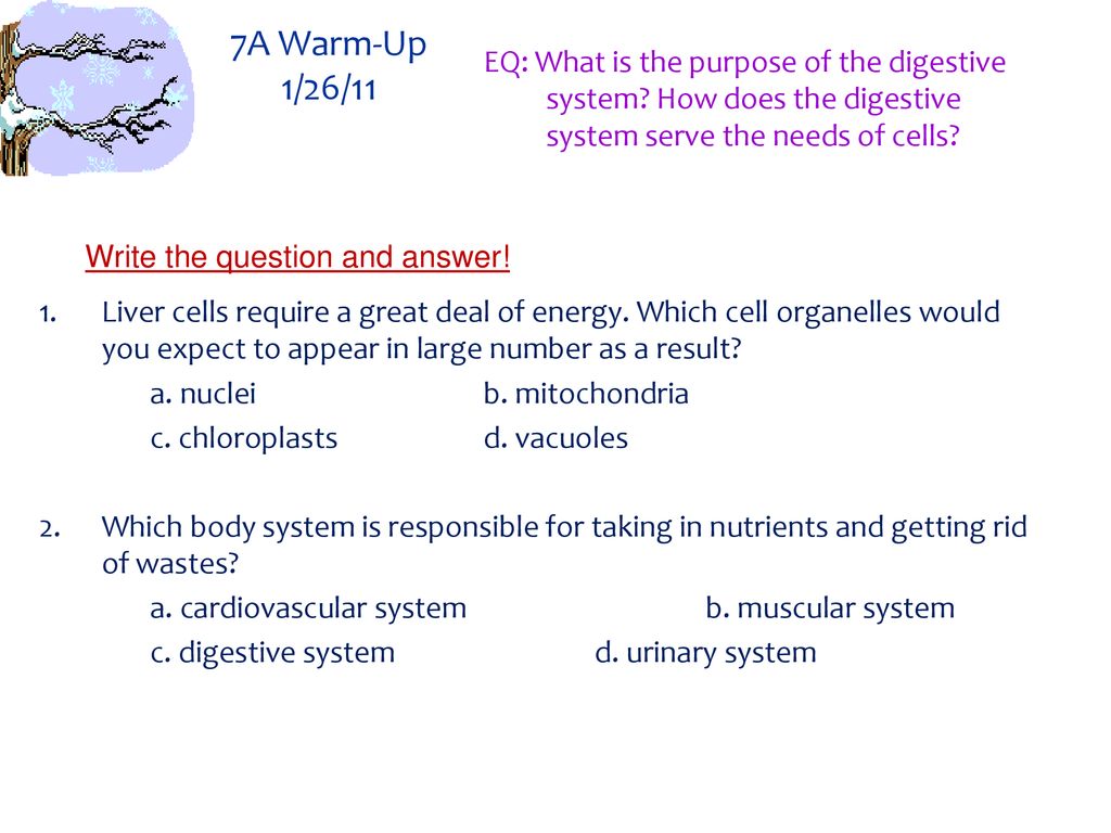 7A Warm-Up 1/26/11 EQ: What is the purpose of the digestive system How does the digestive system serve the needs of cells