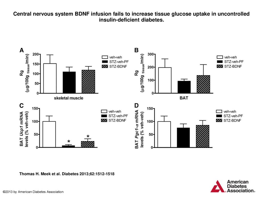 Central nervous system BDNF infusion fails to increase tissue glucose uptake in uncontrolled insulin-deficient diabetes.