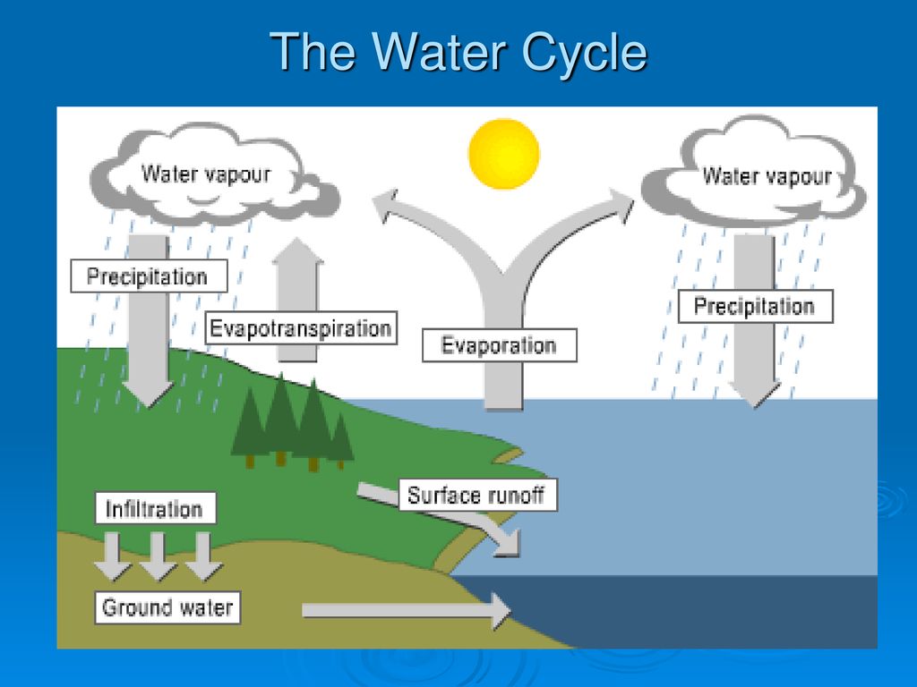 Ecosystems: What Are They and How Do They Work? - ppt download