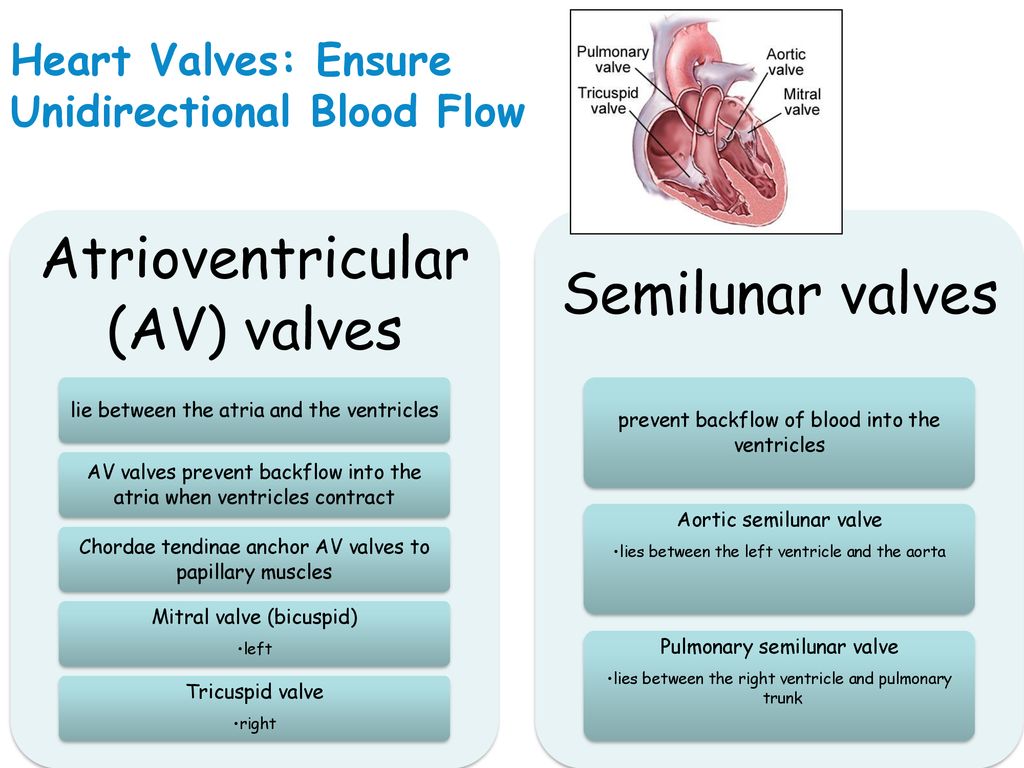 The Cardiovascular System Anatomy and Physiology Chapter ppt download