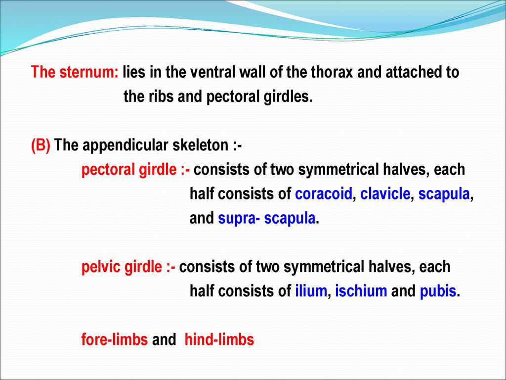 The sternum: lies in the ventral wall of the thorax and attached to the ribs and pectoral girdles.