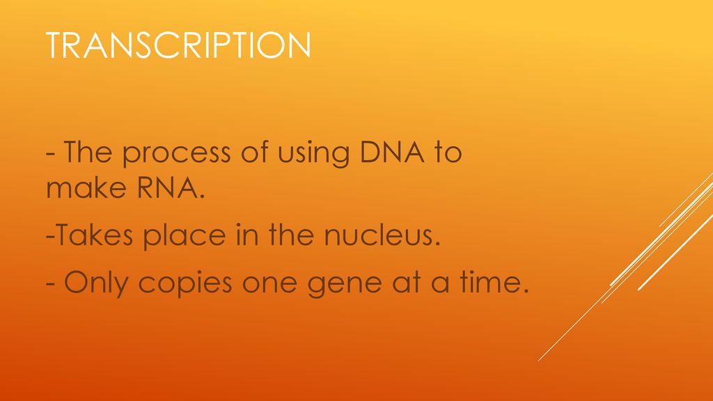 4 2 objective explain the steps and key players in transcription