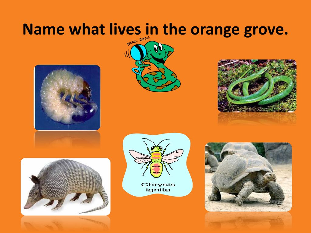 Name what lives in the orange grove.