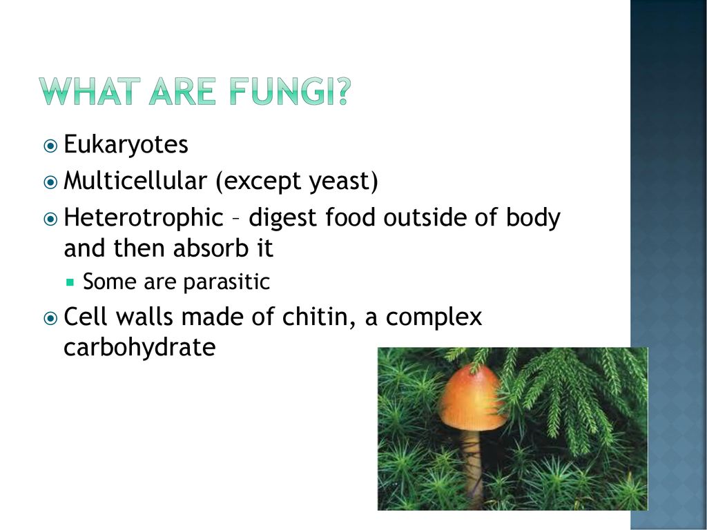 Kingdom Fungi. Biology Diagrams