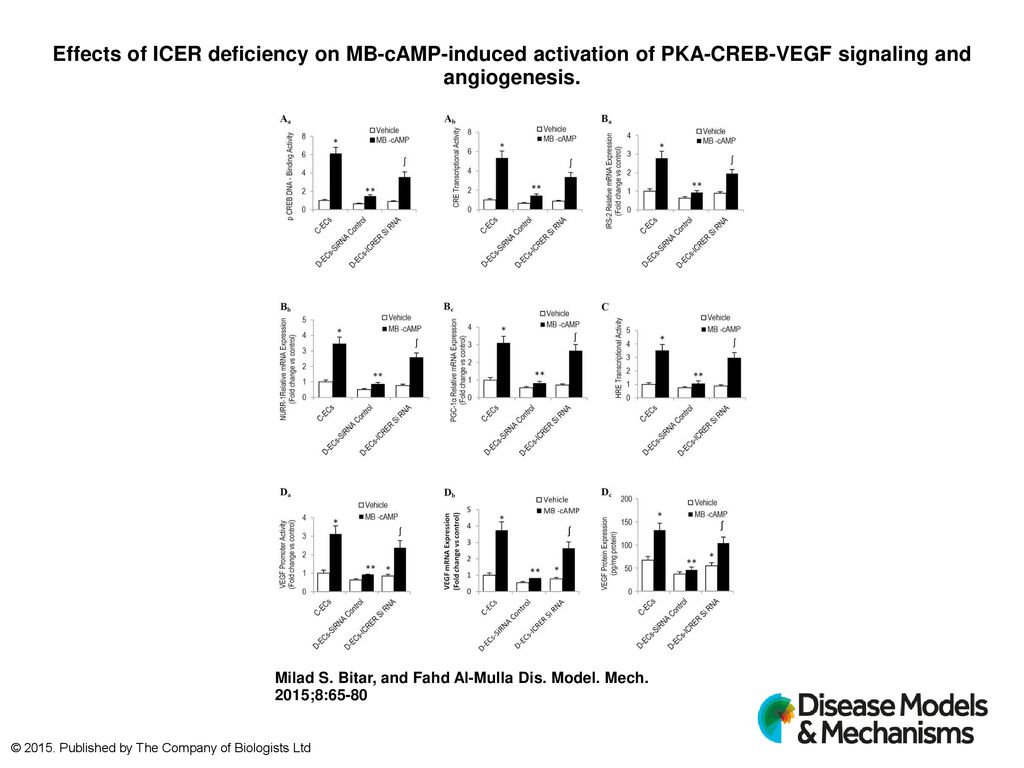 Effects of ICER deficiency on MB-cAMP-induced activation of PKA-CREB-VEGF signaling and angiogenesis.