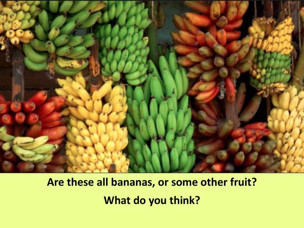 Какие бывают бананы. Бананы сорта. Разноцветные бананы. Разные бананы. Бананы разные сорта.