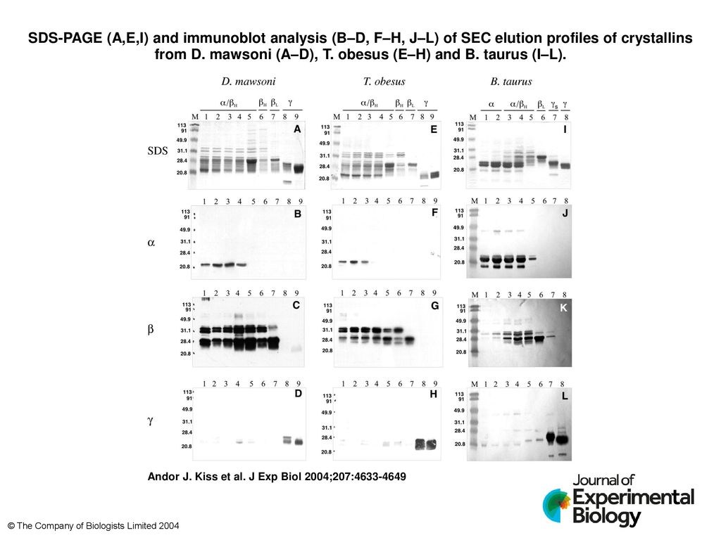 Sds Page A E I And Immunoblot Analysis B D F H J L Of Sec Elution Profiles Of Crystallins From D Mawsoni A D T Obesus E H And B Taurus I L Ppt Download