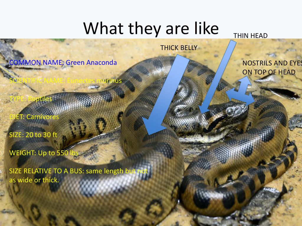 Anaconda size - ovasgology