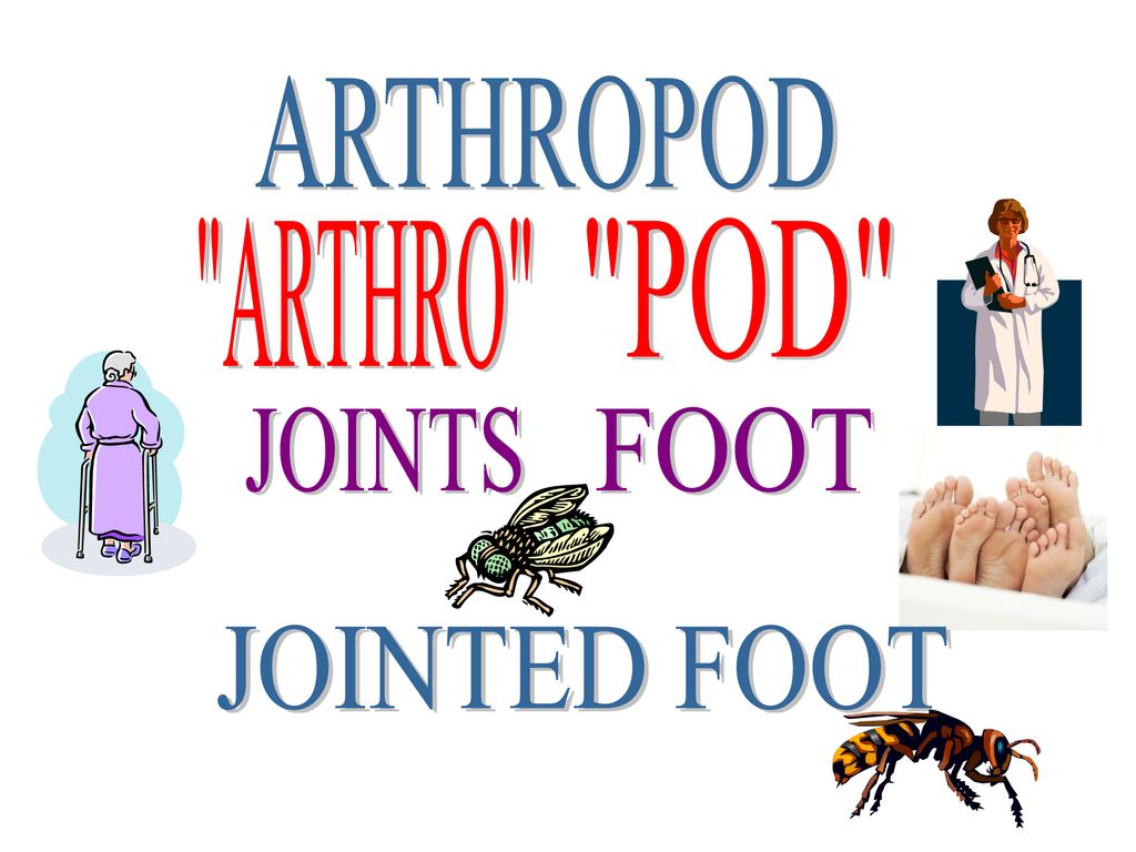 ARTHROPOD ARTHRO POD JOINTS FOOT JOINTED FOOT