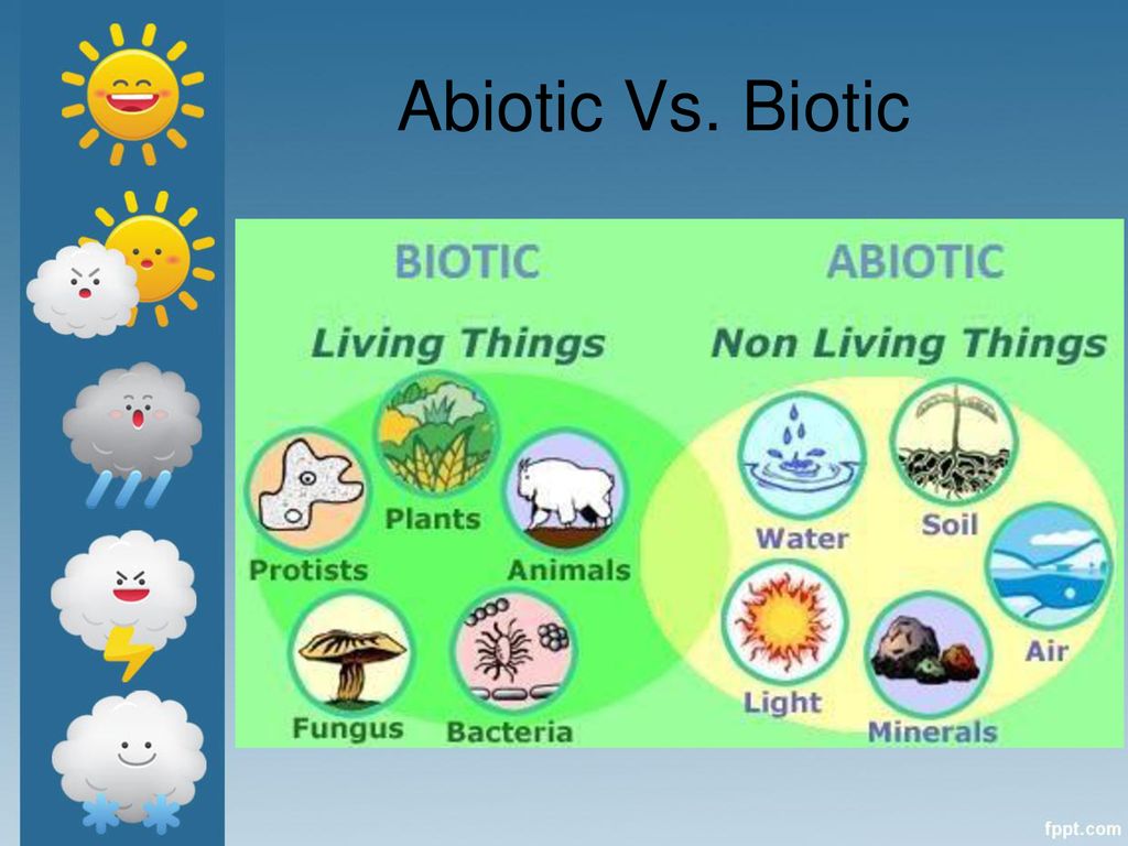 Abiotic Vs. Biotic