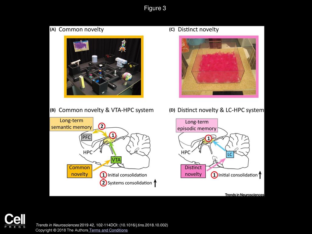 Adrian J Duszkiewicz Colin G ppt download
