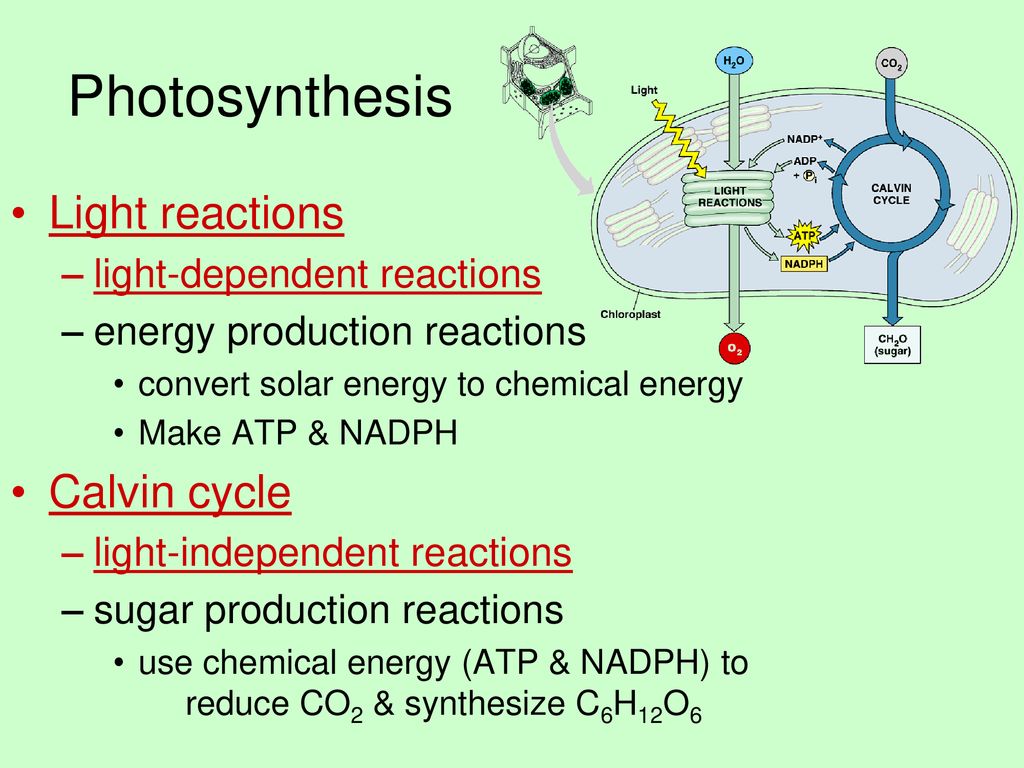 AP BIOLOGY PHOTOSYNTHESIS Chapter 10 Light Reactions - ppt download