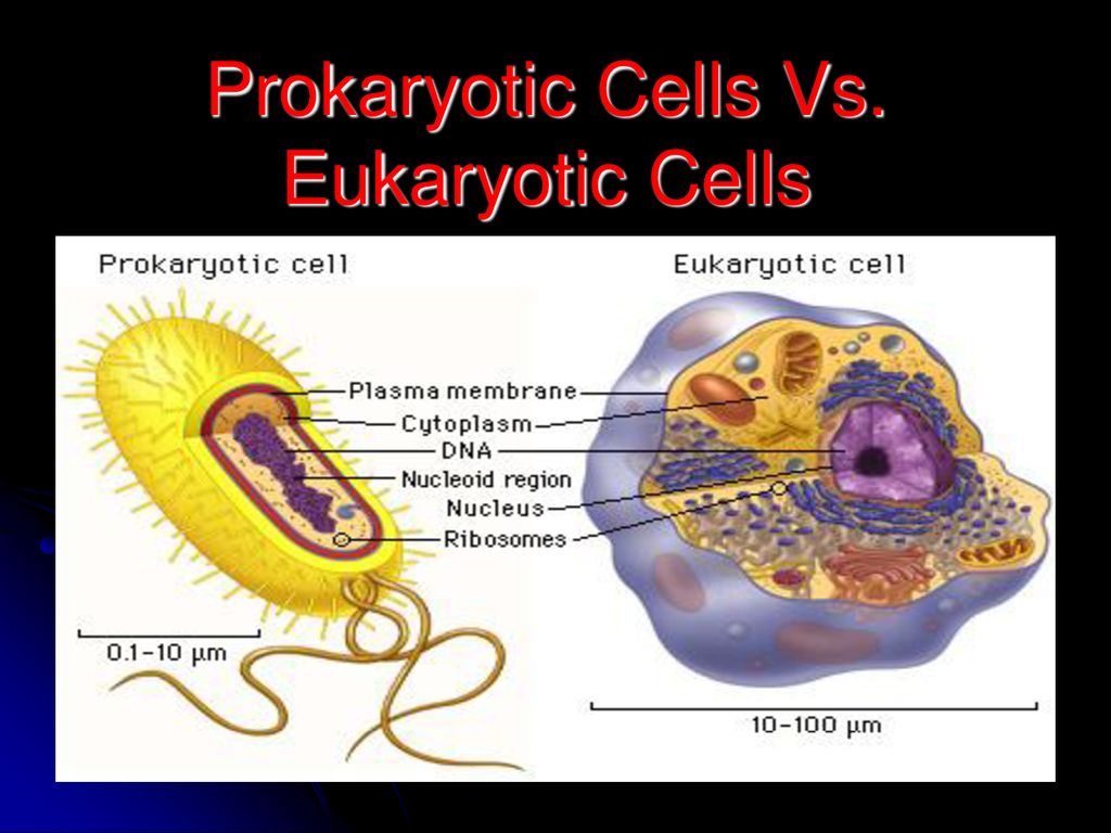 Prokaryotic Cells Vs. Eukaryotic Cells - ppt download